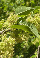 Maclura pomifera