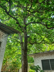 Terminalia catappa