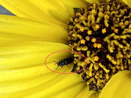 iNaturalist observation photo of Asydates grandiceps