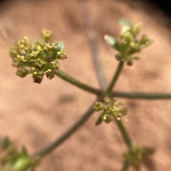 Cymopterus newberryi
