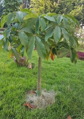 Pseudobombax grandiflorum