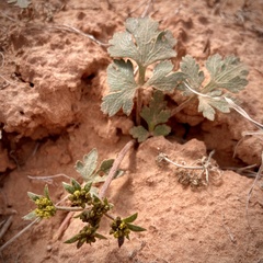 Cymopterus newberryi