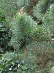 Pinus chiapensis