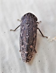 Putoniessa
