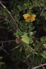 Roepera foetida