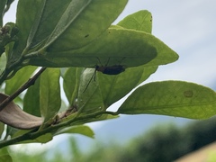 Haplosomoides chengi