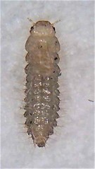 Austrolophrum cribriceps