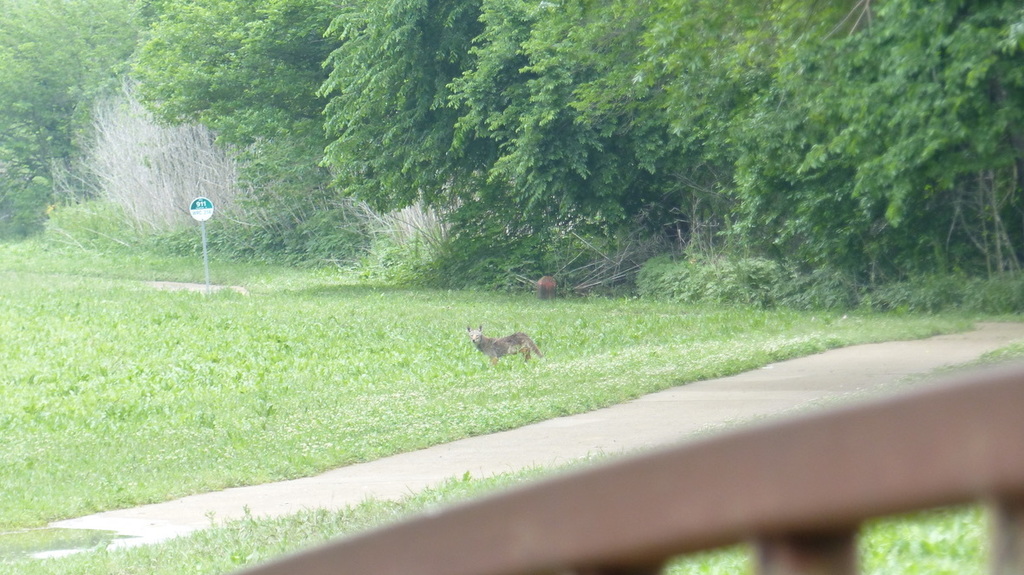 Coyote from Dallas, TX, USA on May 1, 2021 at 10:58 AM by Nancy Wilson ...