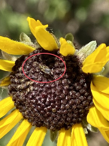 iNaturalist observation photo of Insects