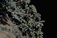 Helichrysum coralloides