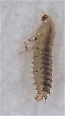 Austrolophrum cribriceps