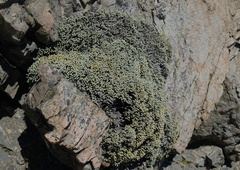 Helichrysum coralloides