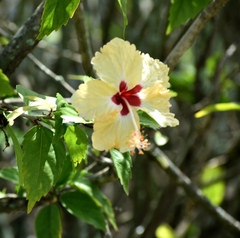 Hibiscus × archeri