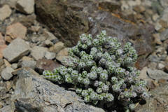 Helichrysum coralloides