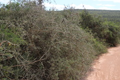 Gymnosporia polyacantha