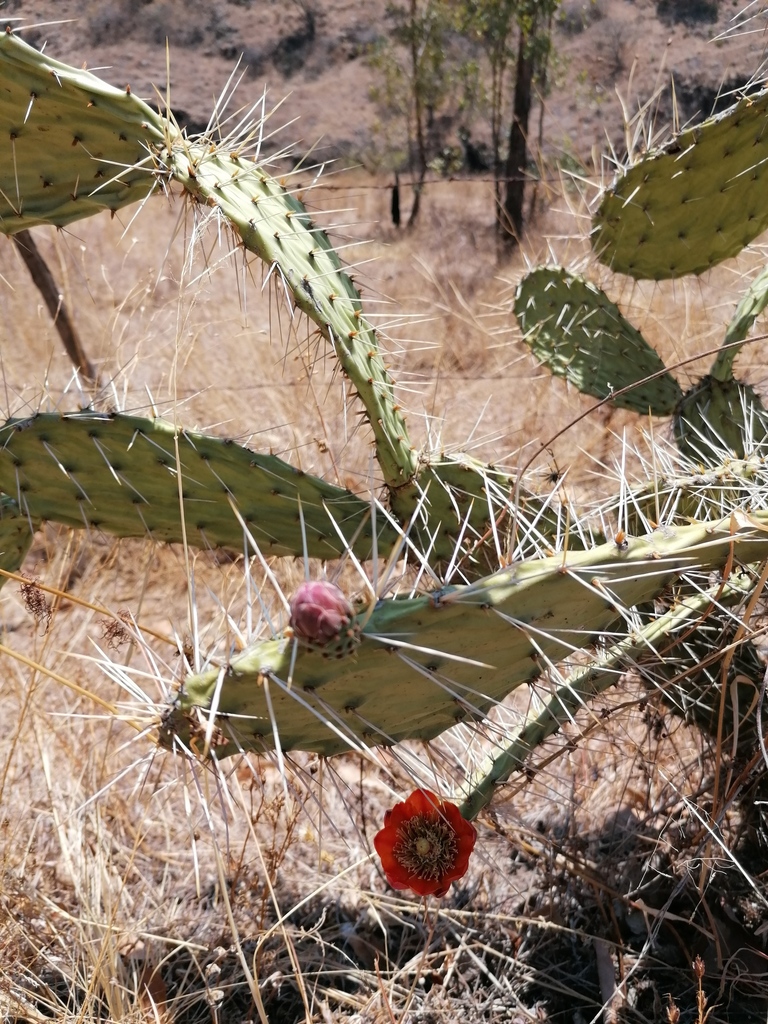 Opuntia tomentosa, Morelia, Mich., México