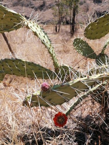 Opuntia tomentosa