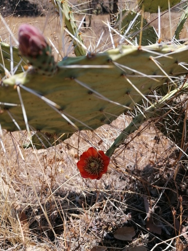 Opuntia tomentosa