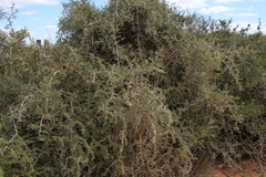 Gymnosporia polyacantha