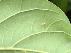 Meotipa spiniventris