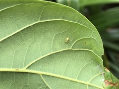 Meotipa spiniventris