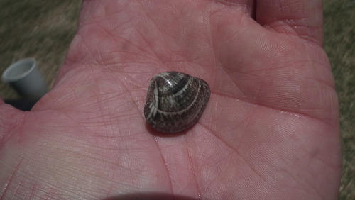 Eumarcia paupercula