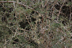 Gymnosporia polyacantha