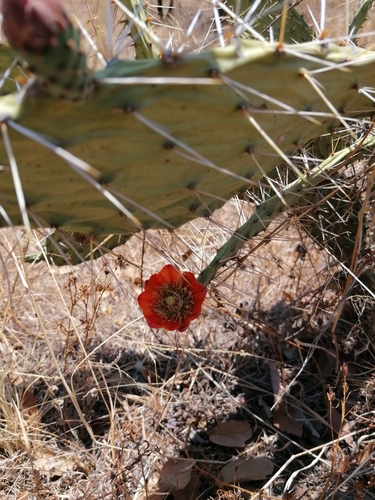 Opuntia tomentosa