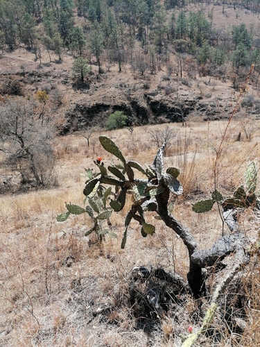 Opuntia tomentosa