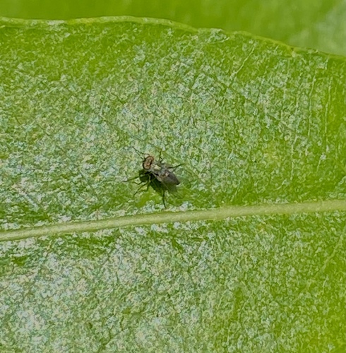 iNaturalist observation photo of Diaphorini