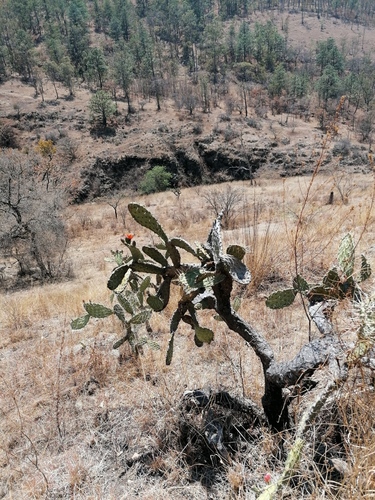 Opuntia tomentosa