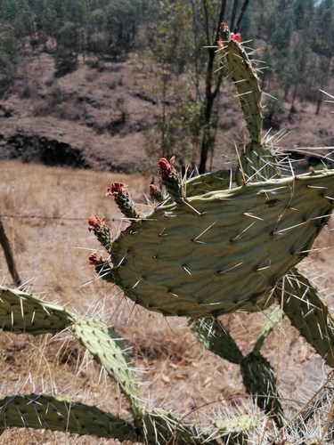 Opuntia tomentosa