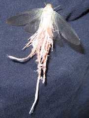 Pterodictya reticularis