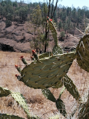 Opuntia tomentosa