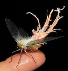 Pterodictya reticularis