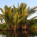 Mangrove Palm - Photo (c) seasav, some rights reserved (CC BY-NC-ND), uploaded by seasav