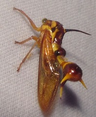 Heteronotus