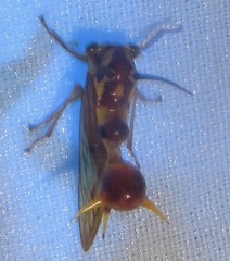 Heteronotus