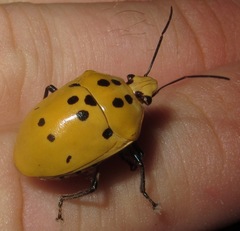 Augocoris gomesii