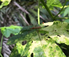 Ricolla quadrispinosa