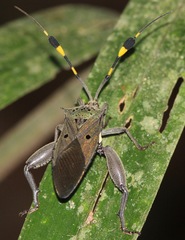 Molchina hopei