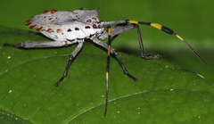 Molchina