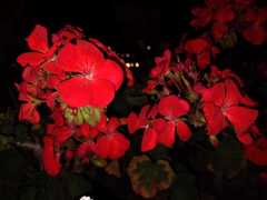 Pelargonium × hybridum