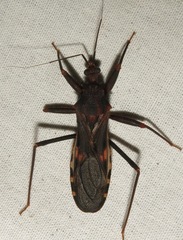 Opisthacidius