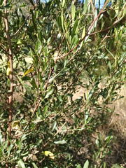 Dodonaea viscosa spatulata