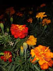 Tagetes erecta