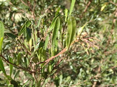 Dodonaea viscosa spatulata
