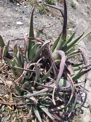 Aloe vera