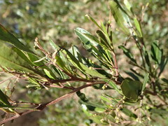 Dodonaea viscosa spatulata