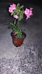 Adenium obesum